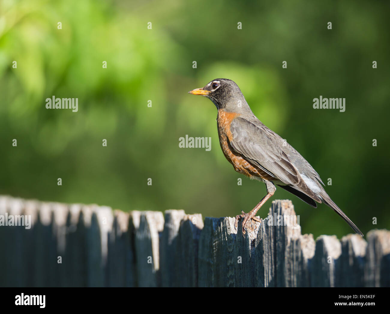 American robin (Turdus migratorius) perched on wood fence Stock Photo