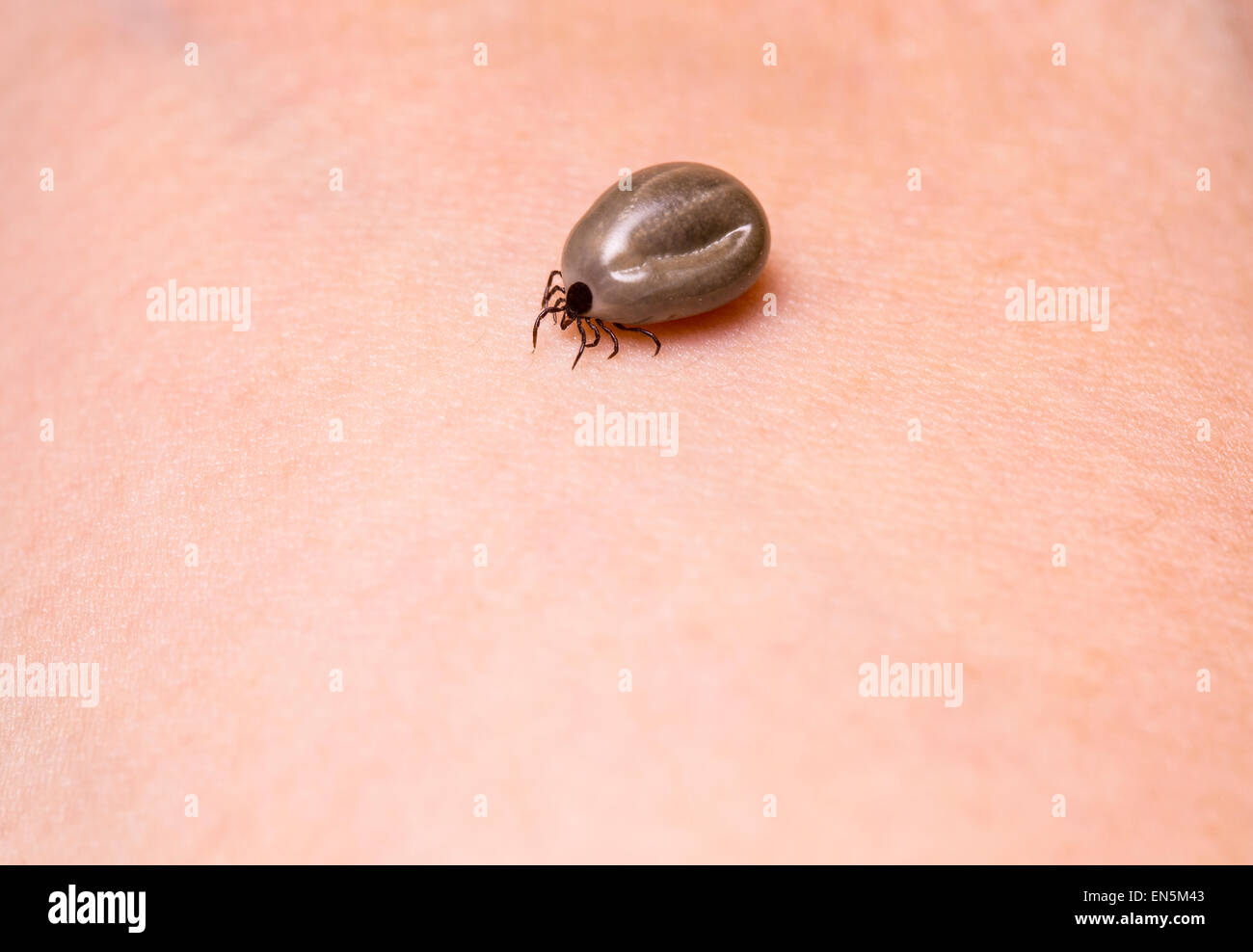 Do Ticks Crawl On Dogs