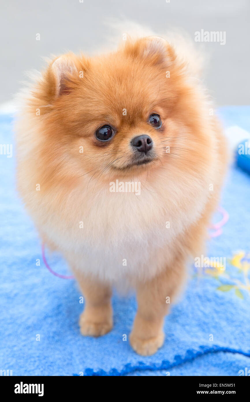 dog sable German Toy Pomeranian breed Stock Photo