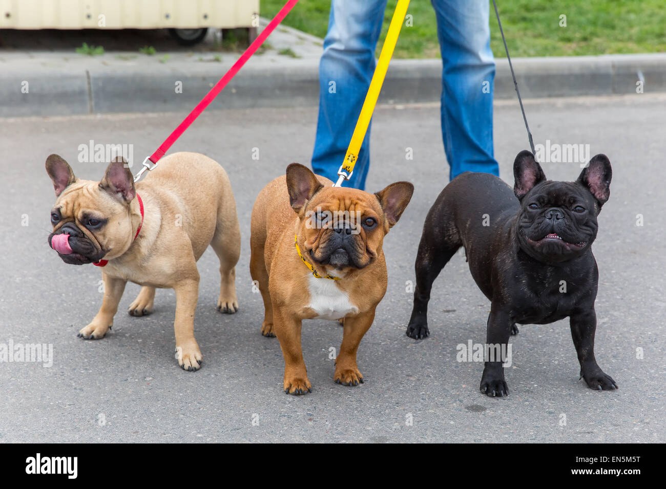 three domestic dogs French Bulldog breed Stock Photo