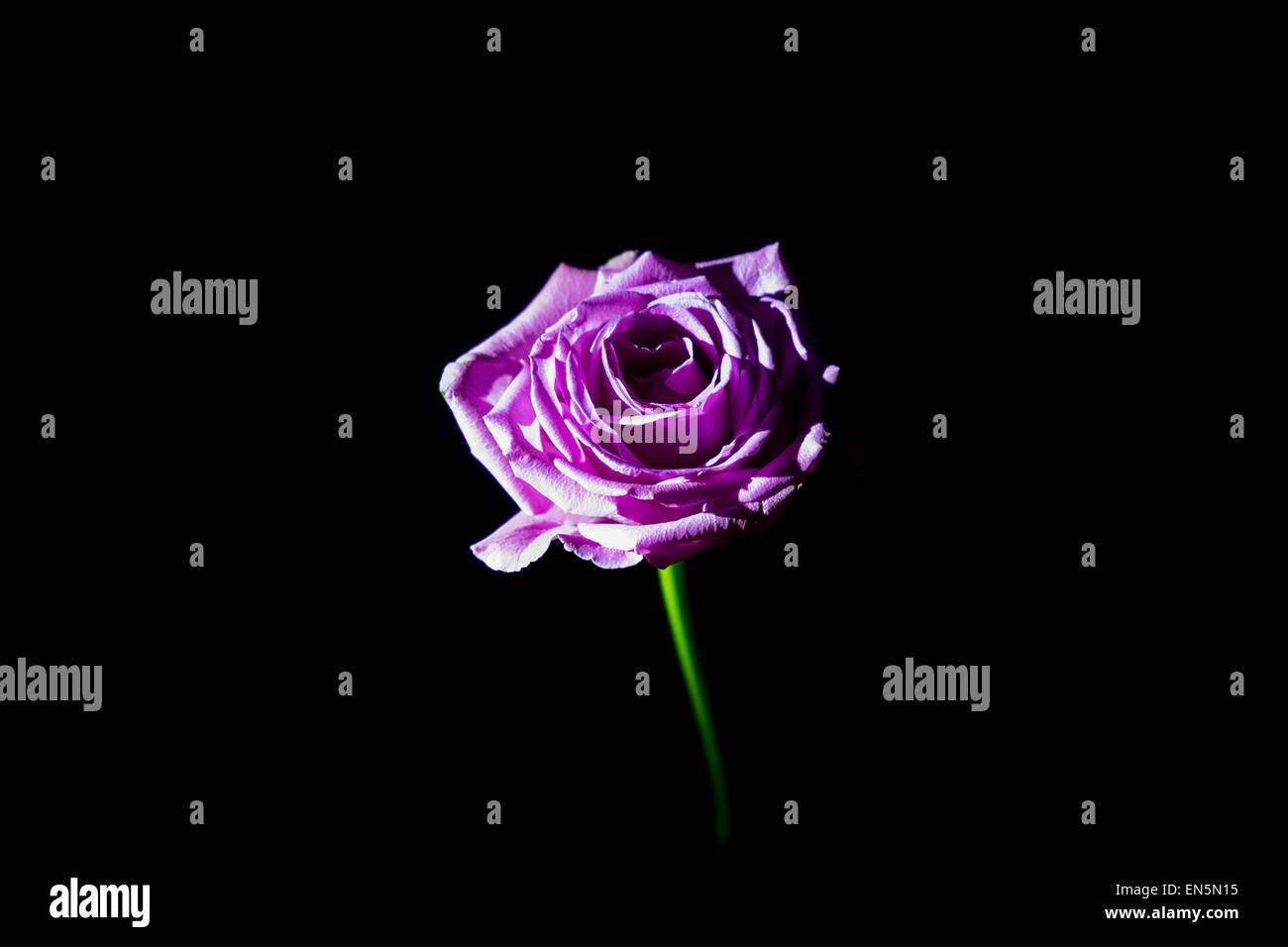 Low key rose hi-res stock photography and images - Alamy