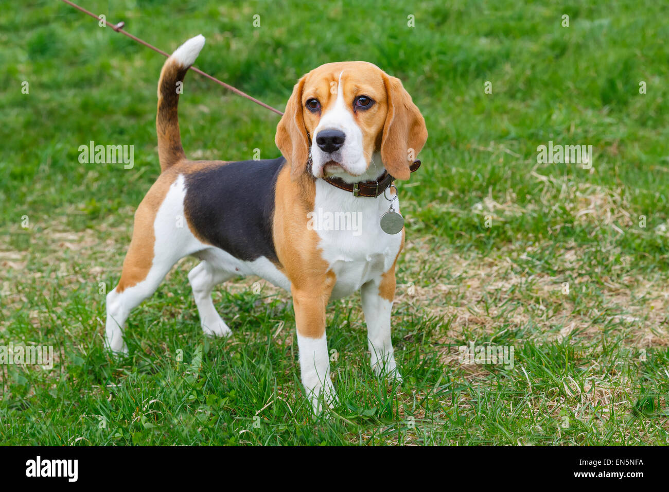 Is A Beagle A Good House Dog
