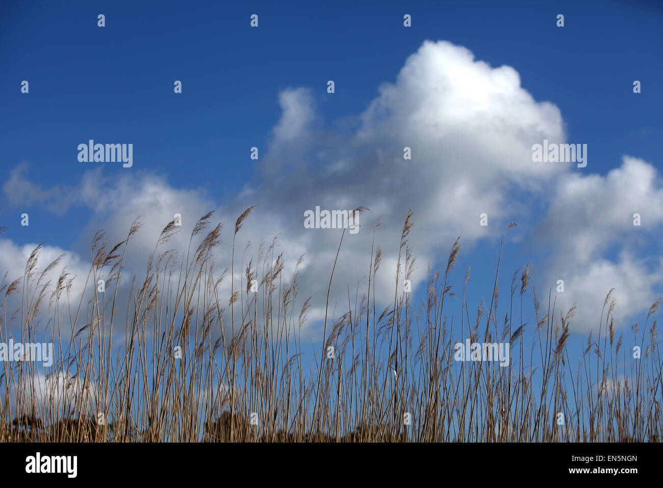reeds against a cloudy blue sky Stock Photo