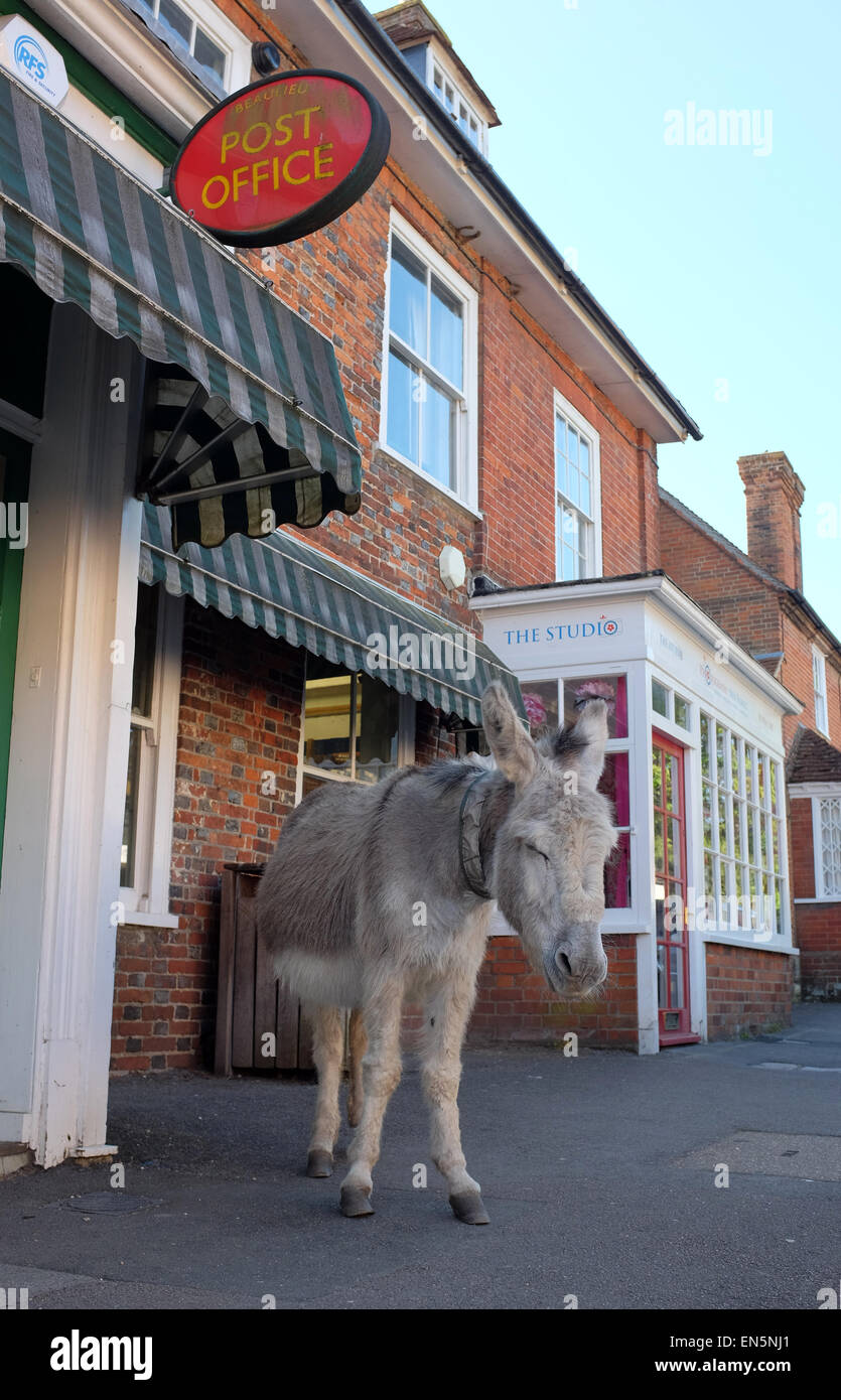New Forest Donkey in Beaulieu Village in the New Forest Hampshire England UK Stock Photo