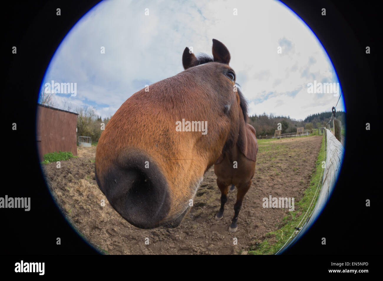 Cheval fisheye hires stock photography and images Alamy