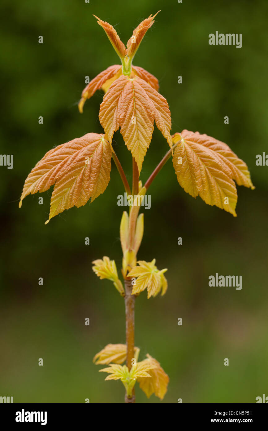 young maple branch (Acer pseudoplatanus) on forest background Stock Photo