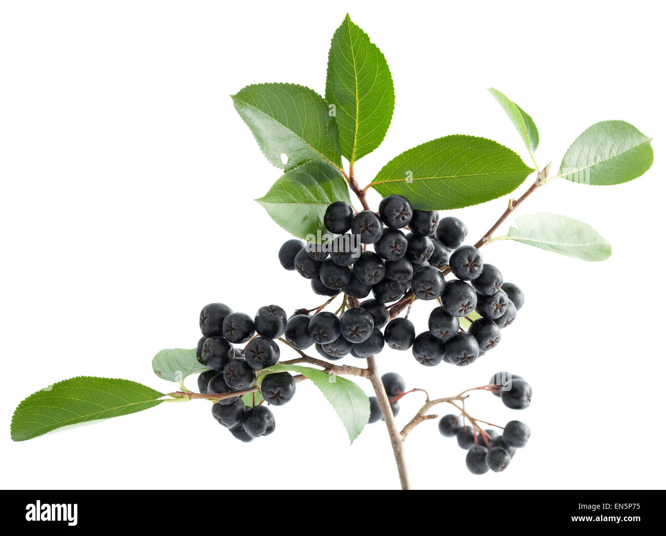 cluster ripe aronia (Aronia arbutifolia) on white background Stock Photo