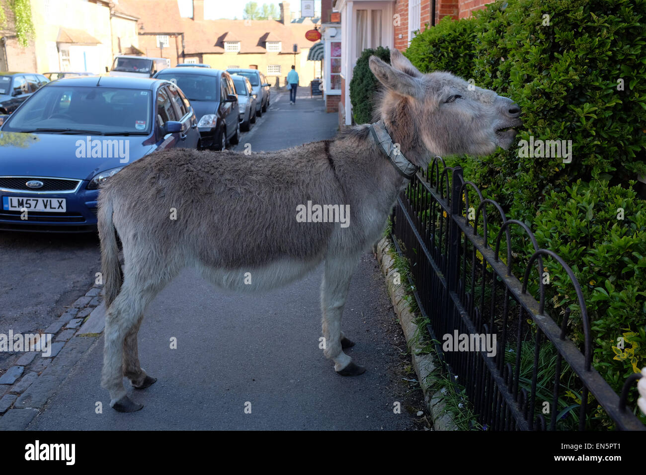 A New Forest Donkey eating a bush at a home in Beaulieu Village in the New Forest Hampshire UK Stock Photo