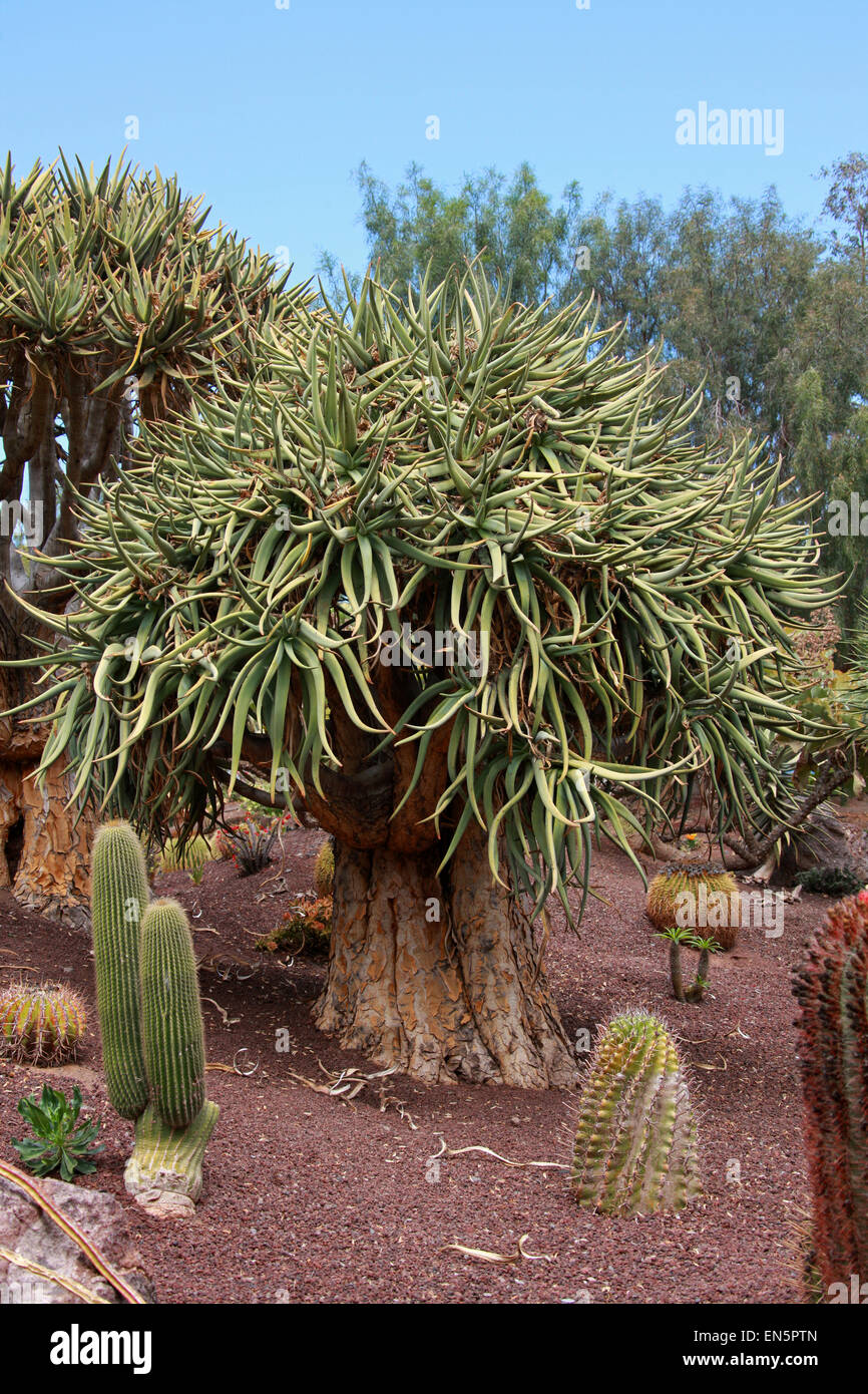 Quiver Tree or Kokerboom, Aloe dichotoma, Asphodeloideae, Xanthorrhoeaceae, previously Aloaceae. Namibia & South Africa. Stock Photo