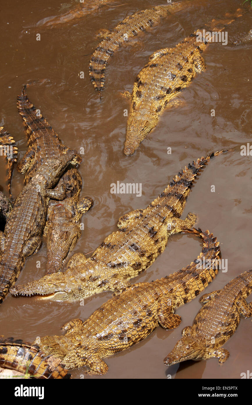 Nile Crocodile, Crocodylus niloticus, Crocodylidae. Africa Stock Photo