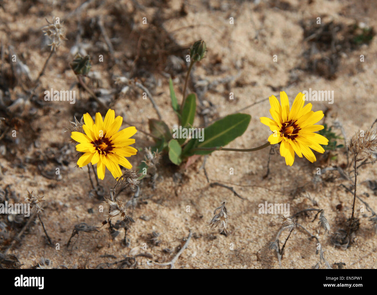 False Sowthistle, Reichardia tingitana, Asteraceae. Fuerteventura, Canary Islands, Spain. Stock Photo