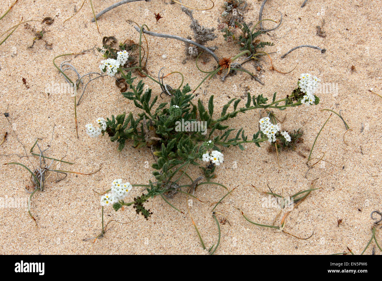 Wavy Heliotrope, Heliotropium ramosissimum, Boraginaceae. National Park, Corallejo, Fuerteventura, Canary Islands, Spain. Stock Photo