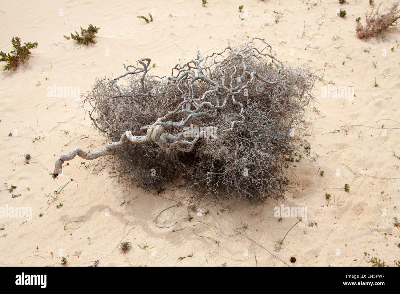 Launaea arborescens, Asteraceae. Fuerteventura National Park, Corralejo, Fuerteventura, Canary Islands. Dead Specimen. Stock Photo