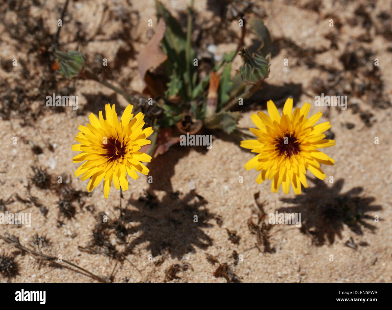 False Sowthistle, Reichardia tingitana, Asteraceae. Fuerteventura, Canary Islands, Spain. Stock Photo