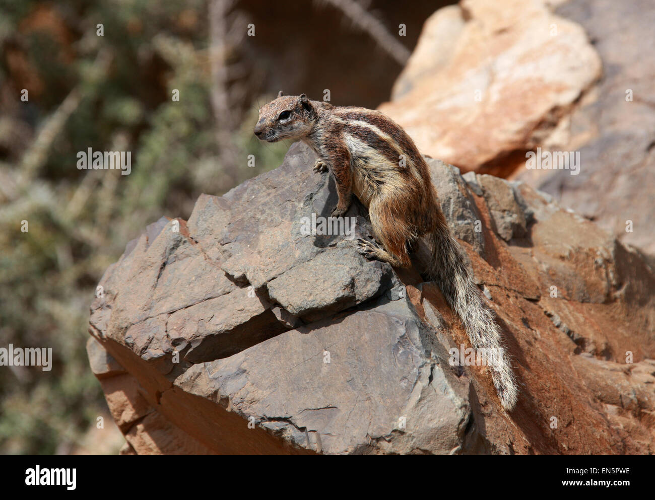 Barbary Ground Squirrel, Atlantoxerus getulus, Sciuridae. Fuerteventura, Canary Islands, Spain. Stock Photo