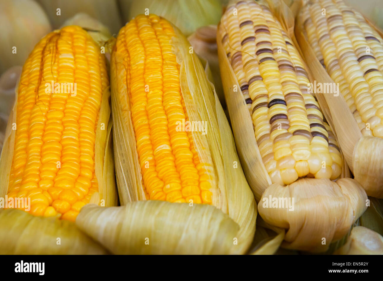 Two varieties of corn on the cob, partially shucked for display, are arranged at a street vendor's stand in Southeast Asia. Stock Photo
