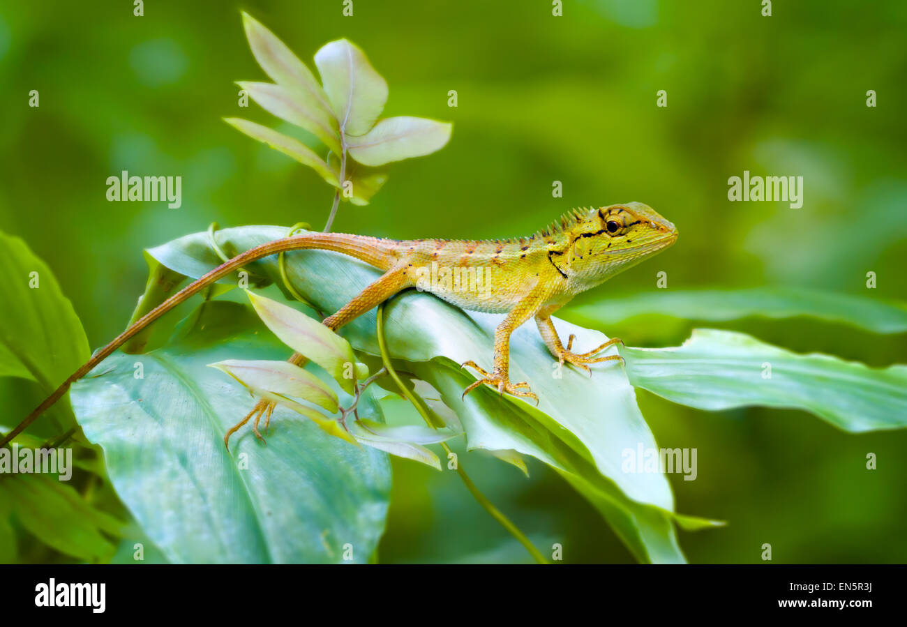 Curious forest lizard, resting on a green leafy plant and keeping watch on his surroundings in a wilderness area of Thailand Stock Photo