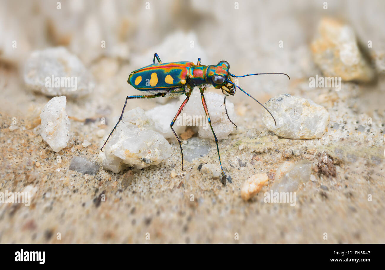 Extreme Closeup of a Brightly Colored, Iridescent Tiger Beetle in the Wild, standing on its long, spindly legs in the sun. Stock Photo