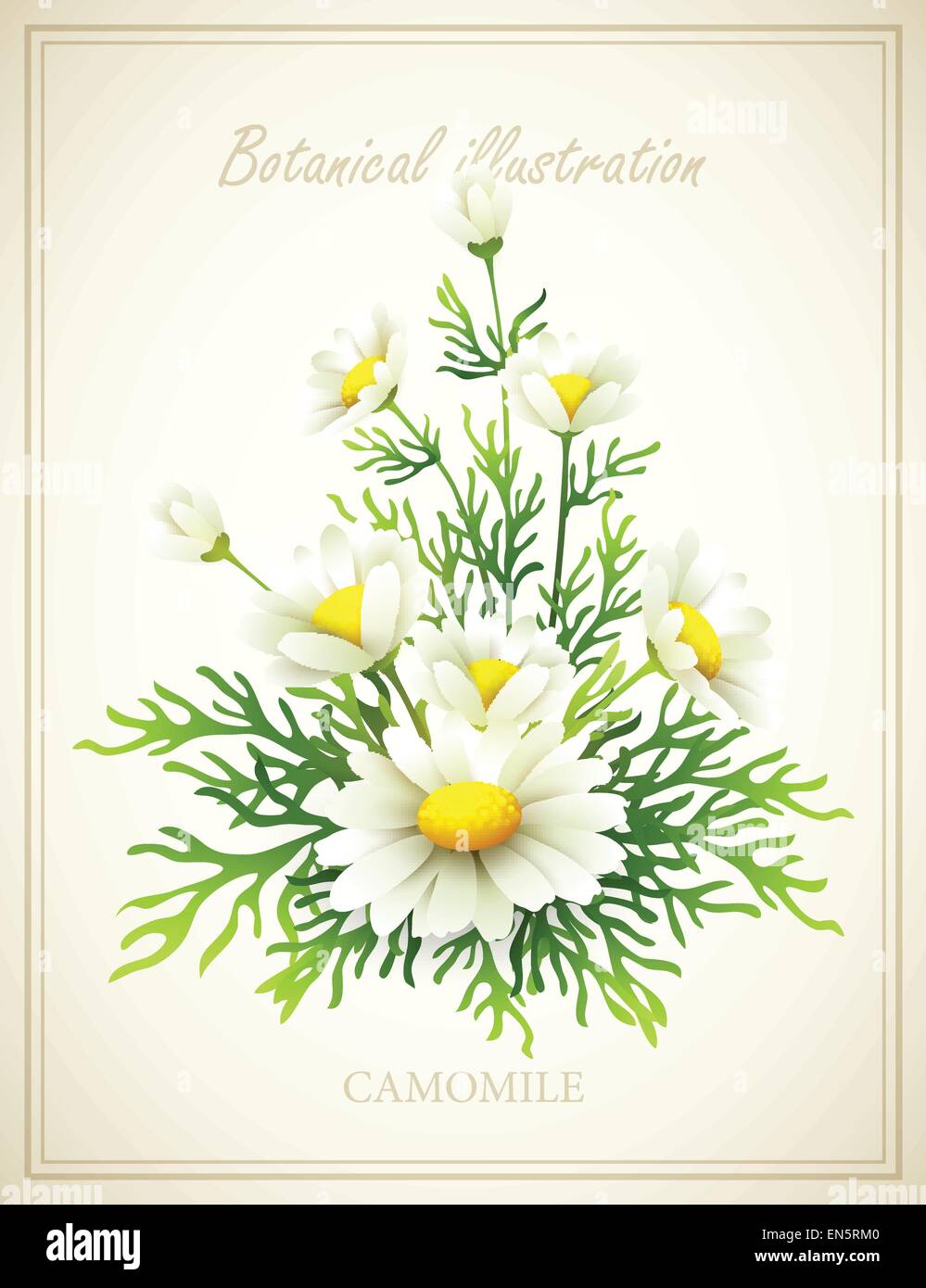 Chamomile Flower vintage vector illustration EPS 10 Stock Vector