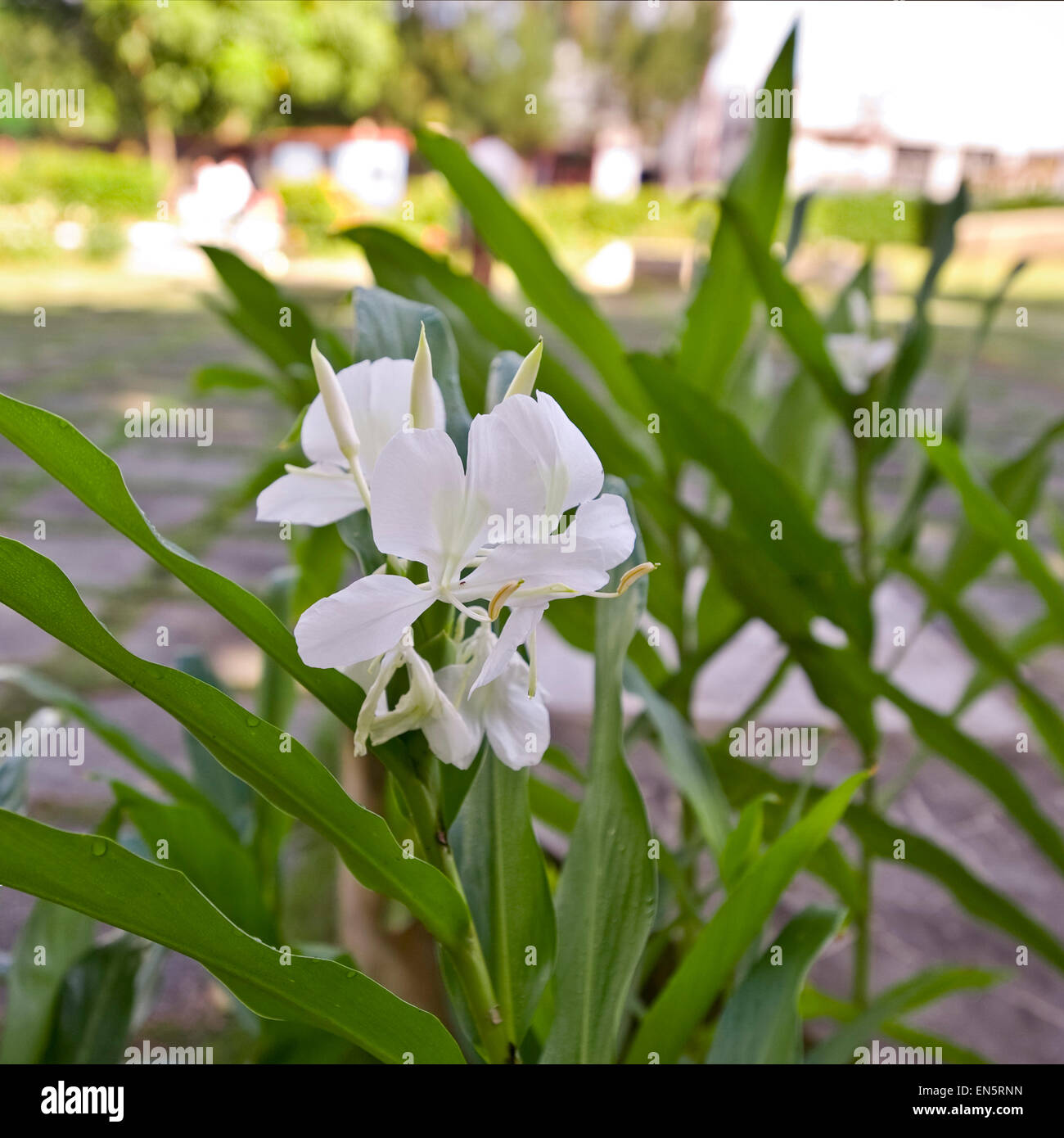 Cuban national flower hi-res stock photography and images - Alamy
