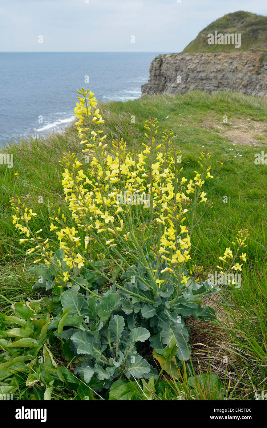Wild Cabbage - Brassica oleracea, growing on Dorset sea cliffs. Stock Photo