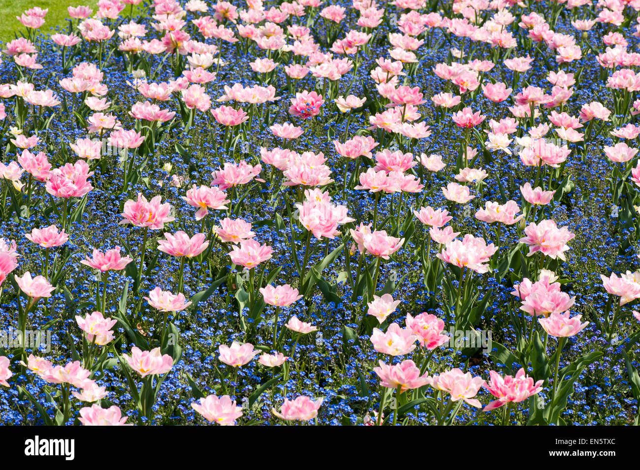 Forget-me-nots and tulips mix Stock Photo