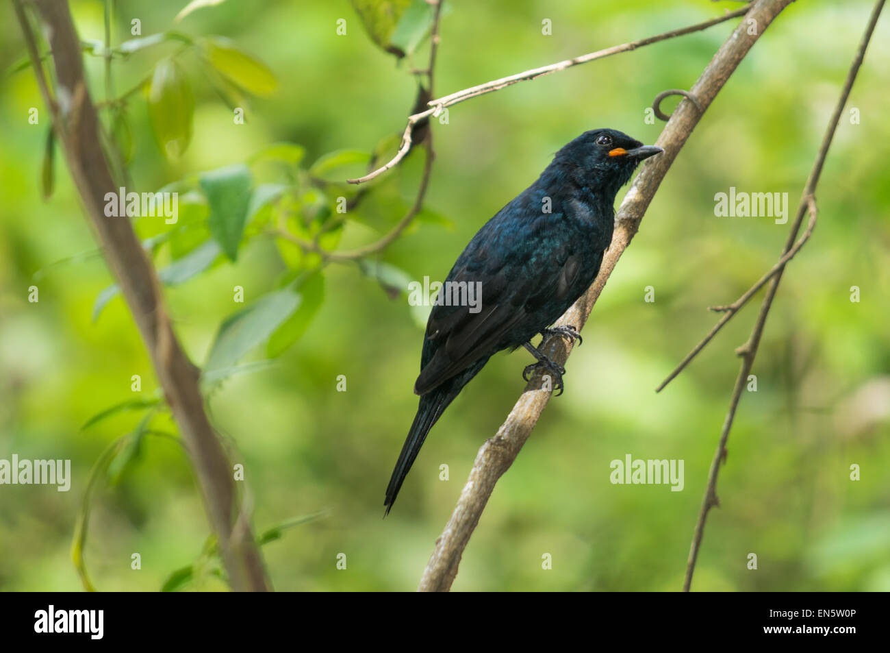 Black bird ?! Stock Photo