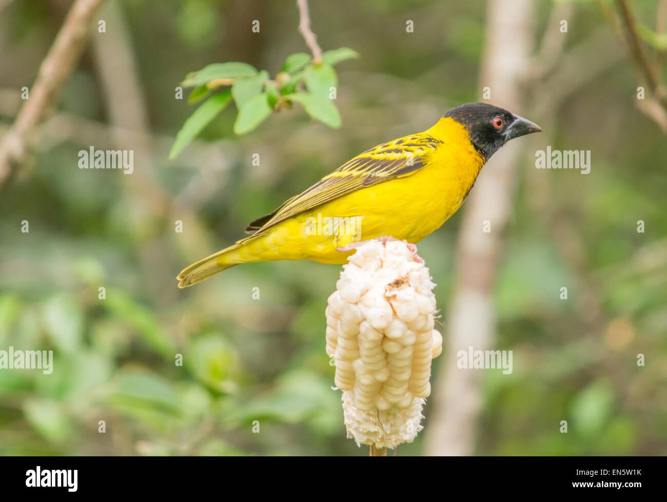 Female southern masked weaver hires stock photography and images Alamy