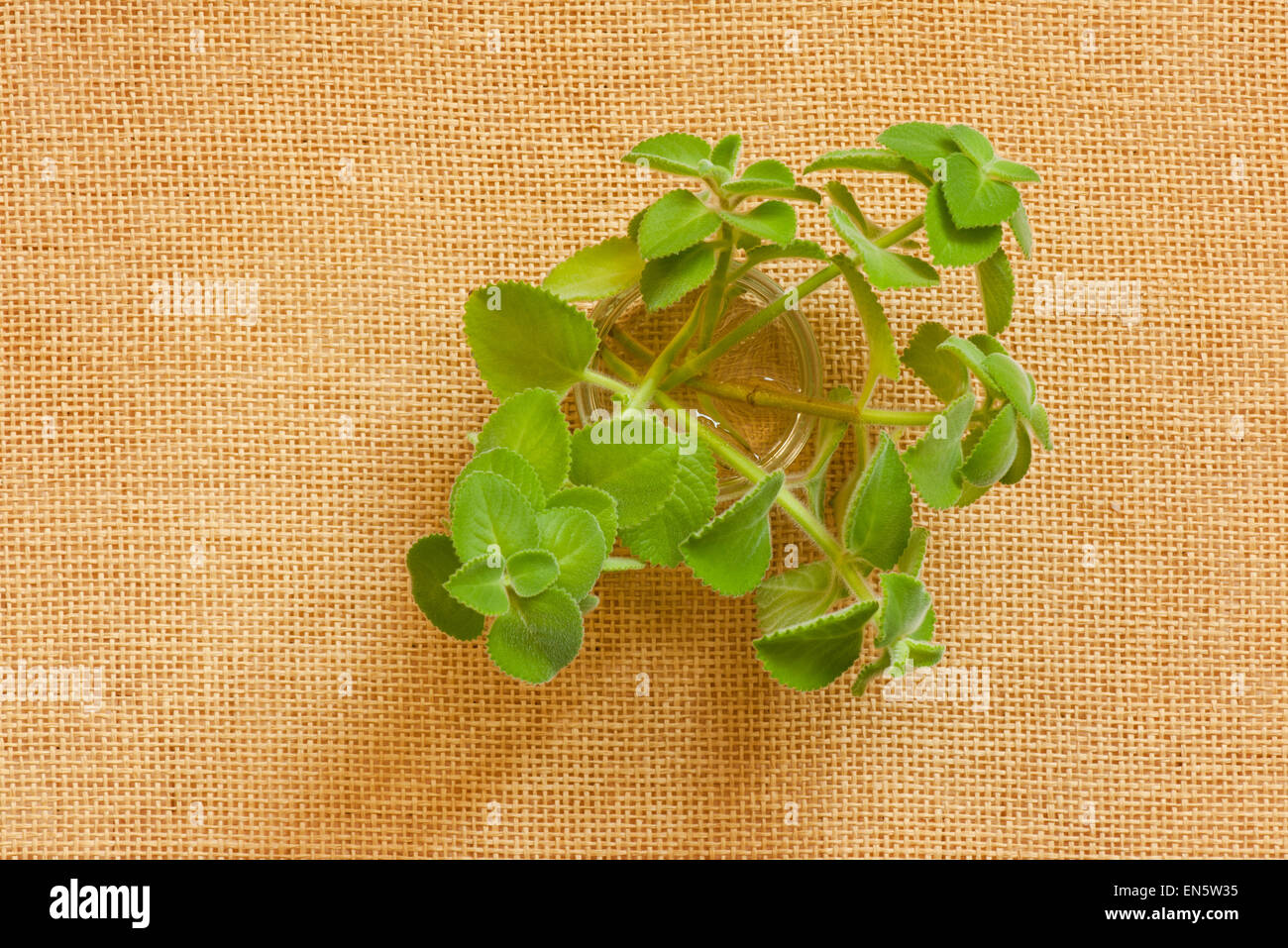 Cut mexican mint seedlings in glass jar Stock Photo