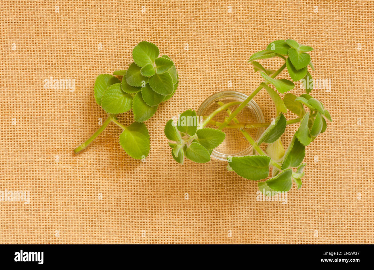 Young mexican mint seedlings in glass jar Stock Photo