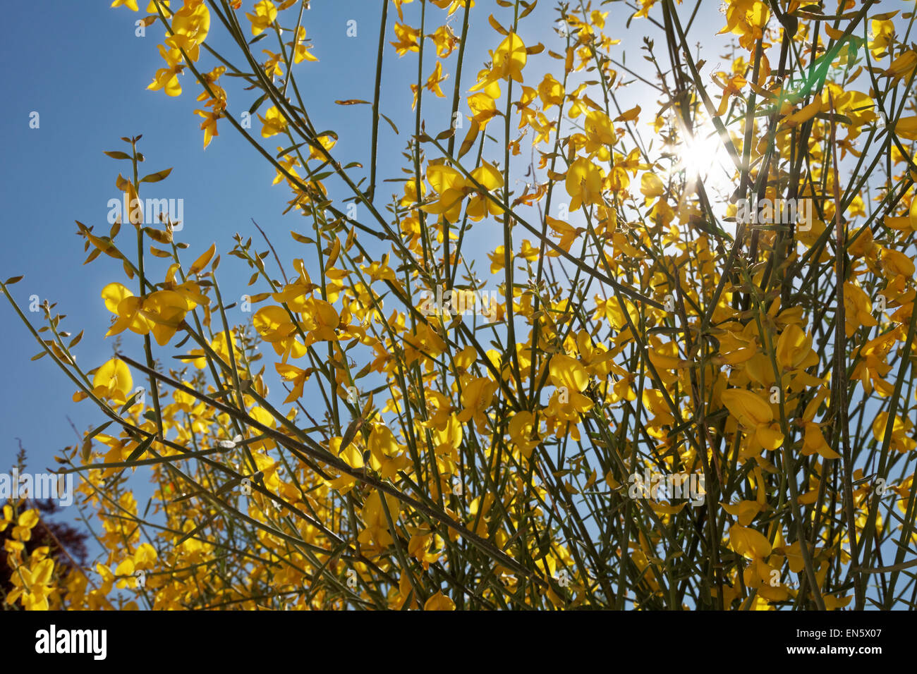 Summer tree yellow sunshine golden Stock Photo