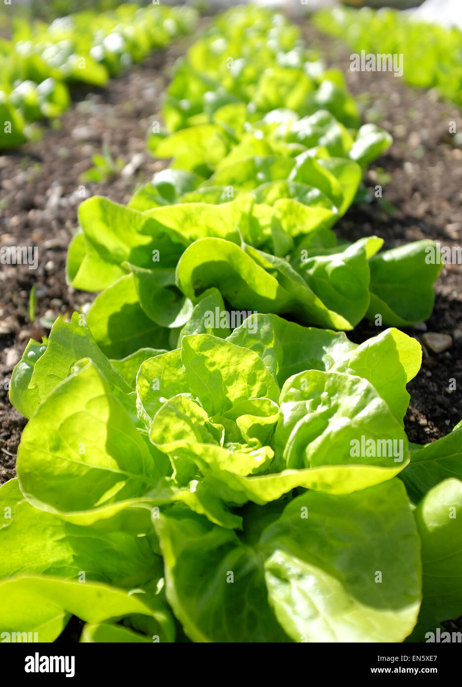 Winter Density Lettuce growing in rows on an allotment Stock Photo Alamy