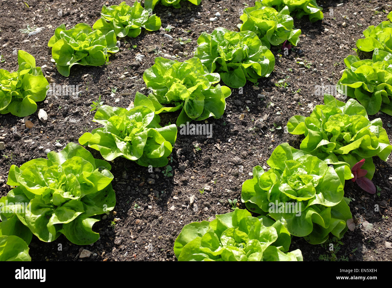 Winter Density Lettuce growing in rows on an allotment Stock Photo Alamy