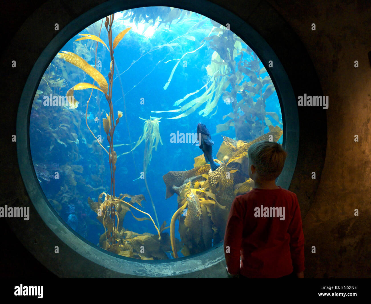 Young blond boy and Stone Fish in Monterey Aquarium Monterey California USA Stock Photo