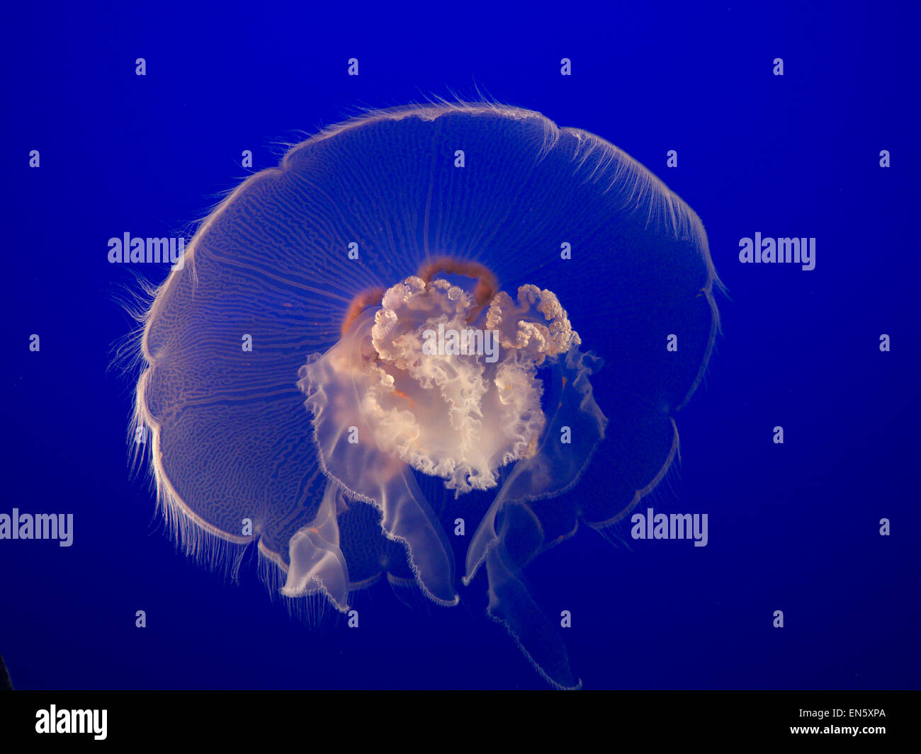 Close view on the delicate natural beauty of a Moon Jellyfish in Monterey Aquarium California USA Stock Photo