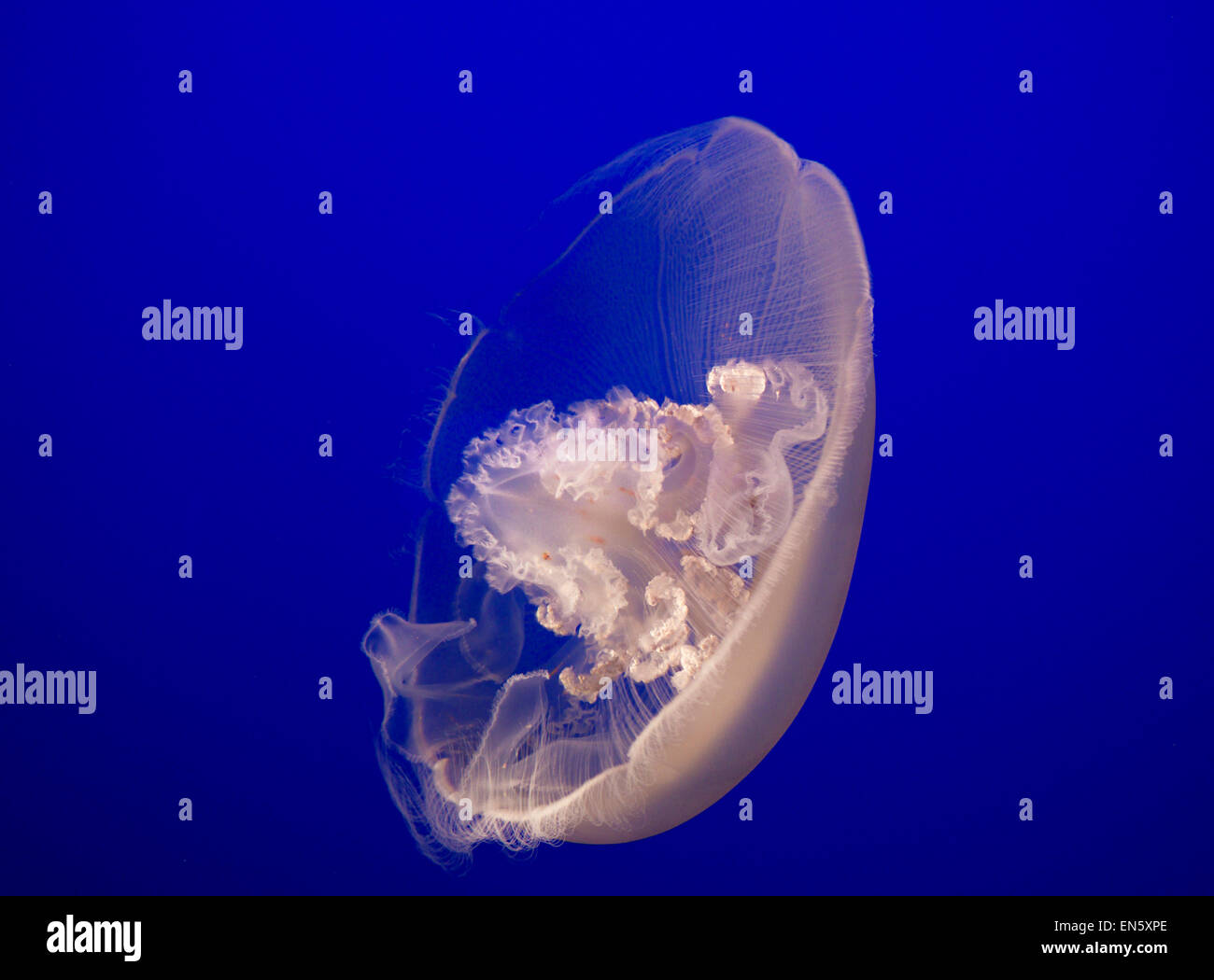 Close view on the delicate natural beauty of a Moon Jellyfish in Monterey Aquarium California USA Stock Photo