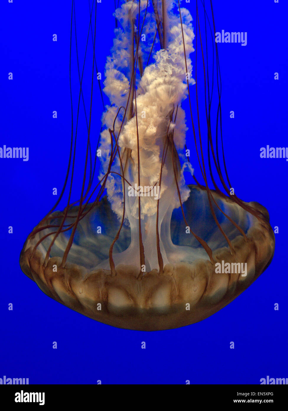 Sea nettle jellyfish (Chrysaora fuscescens)  slowly drifting and pulsing in Monterey Aquarium California USA Stock Photo