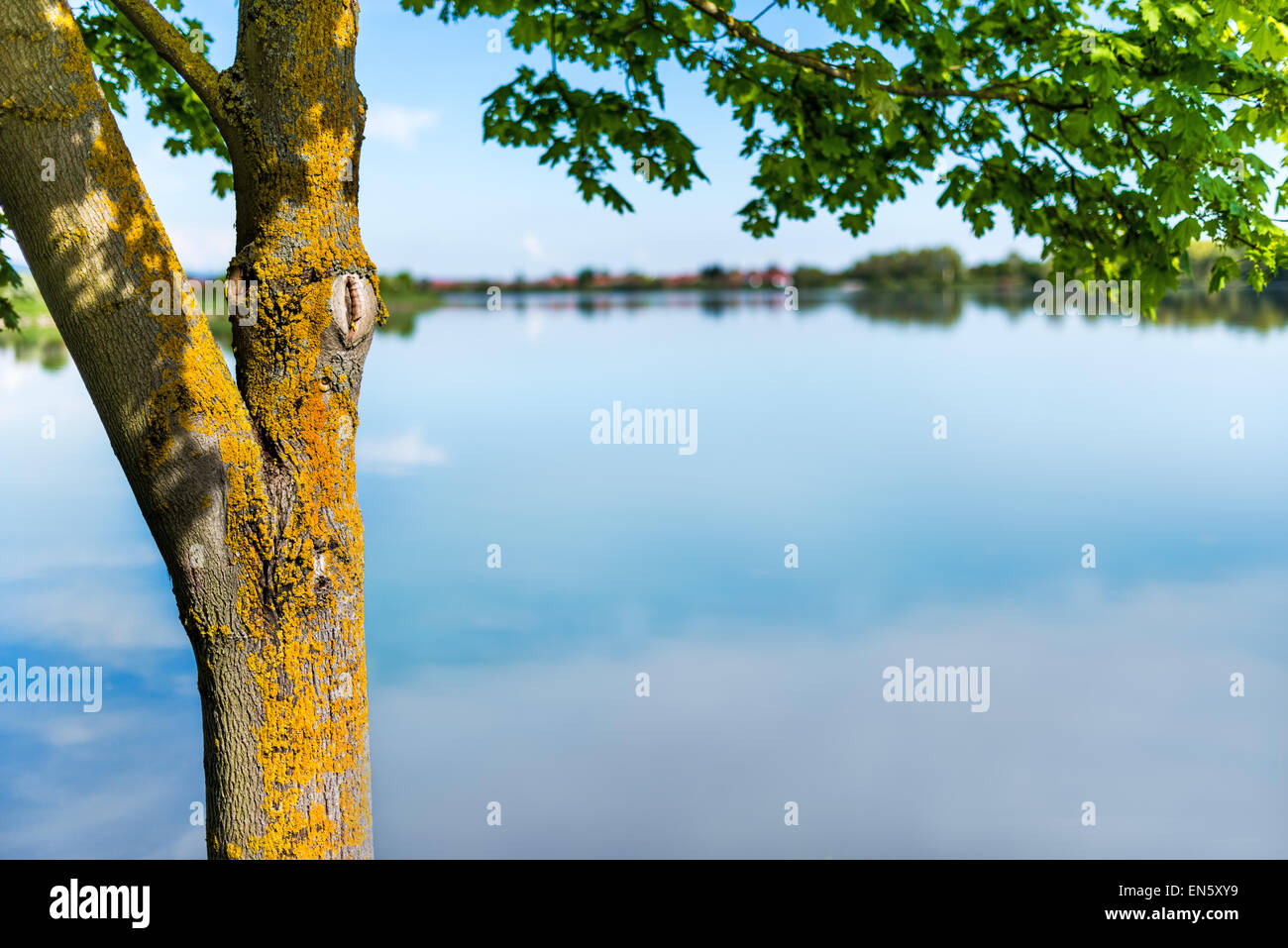 Spring water waterfront Lake River Tree green bloomed blooming reed graze pastures green space for text layout, field margins Stock Photo