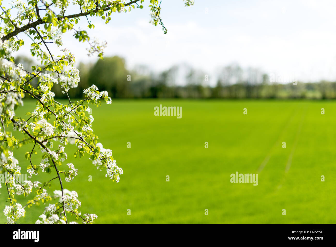 Spring willow green bloomed blooming sloe meadow green space for text layout, field margins field, acre, symbol symbolic lichtna Stock Photo
