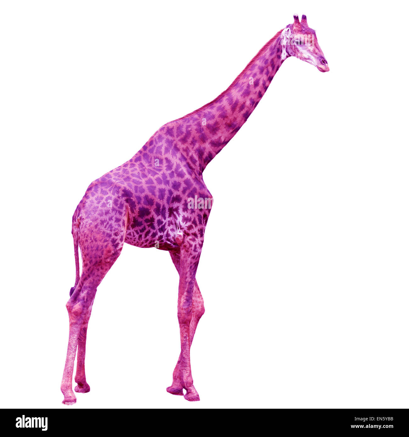 pink giraffe isolated on white background Stock Photo Alamy
