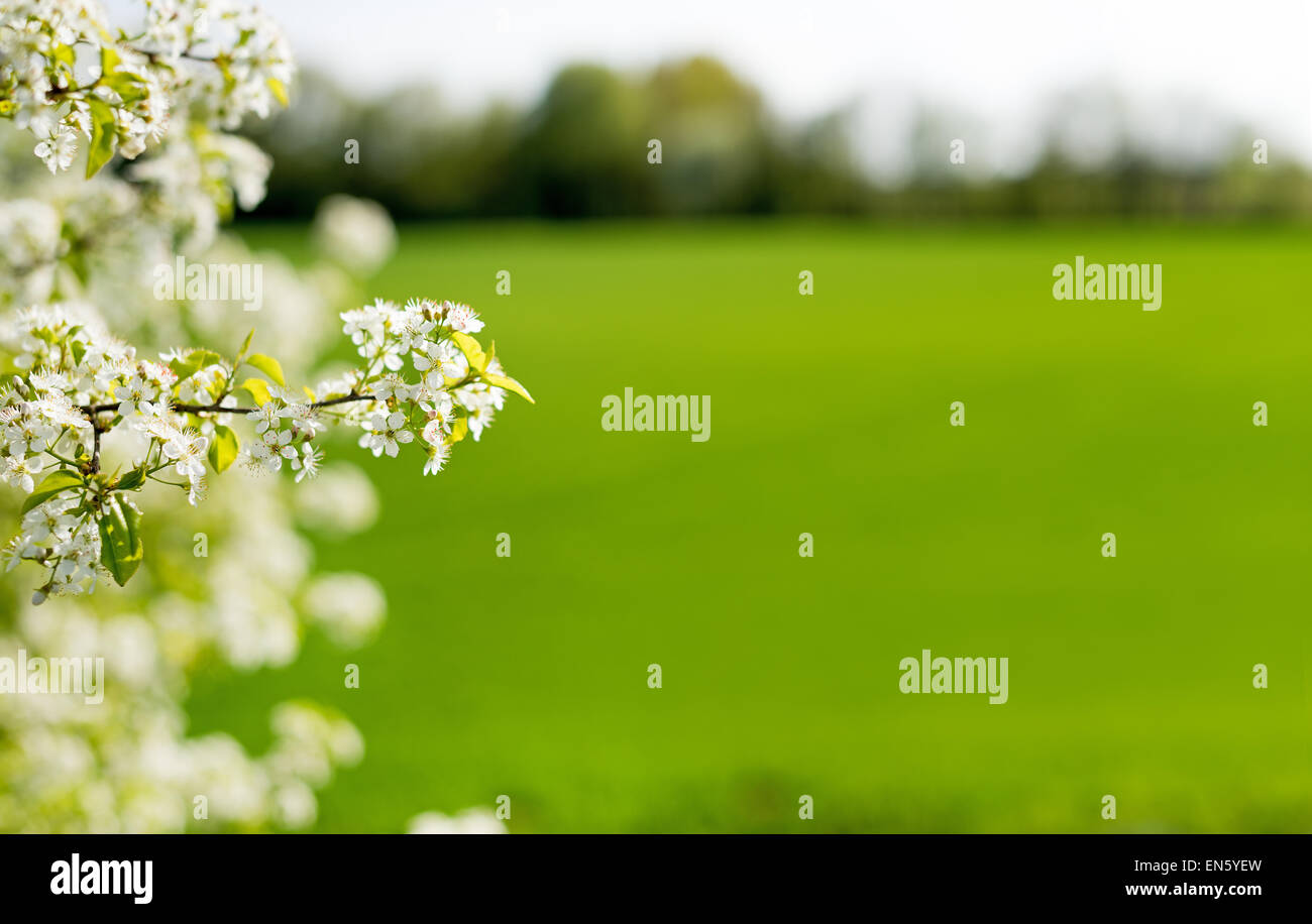 Spring willow green bloomed blooming sloe meadow green space for text layout, field margins field, acre, symbol symbolic Stock Photo