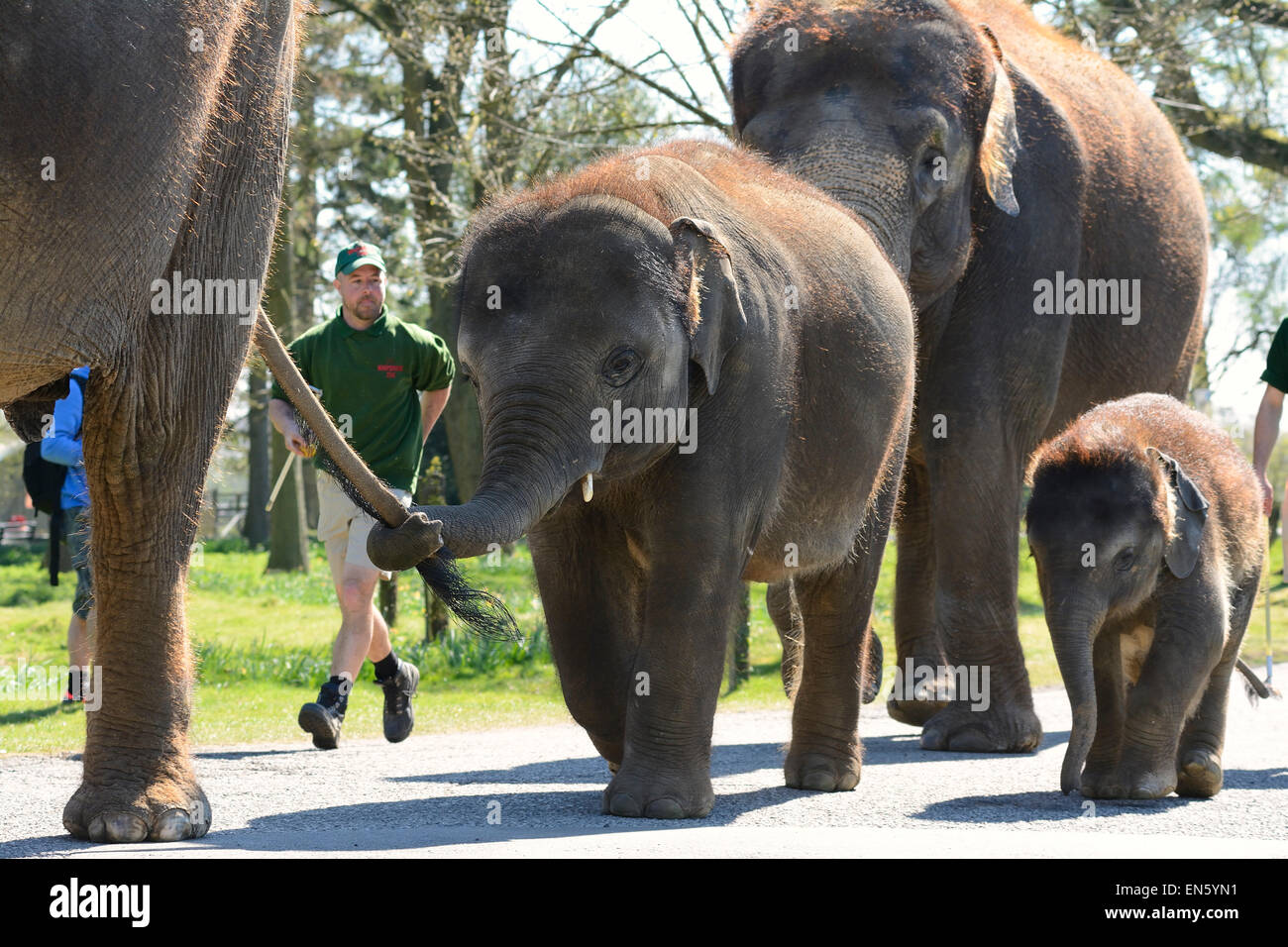 Young Asian Elephants going for a walk with their family & keeper at Whipsnade Zoo, Bedfordshire (EDITORIAL USE ONLY) Stock Photo