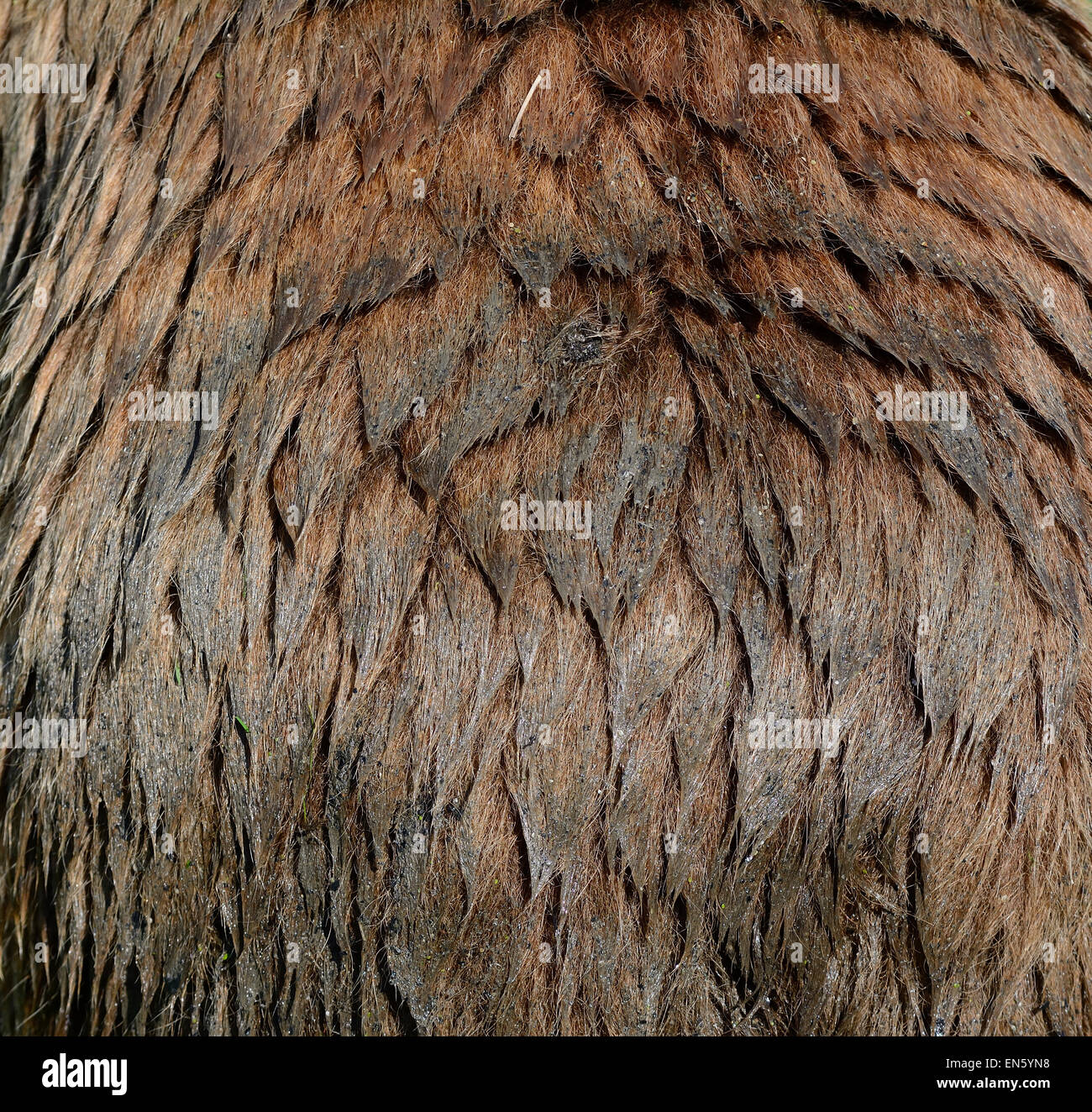 Wet Fur of a European Brown Bear Stock Photo