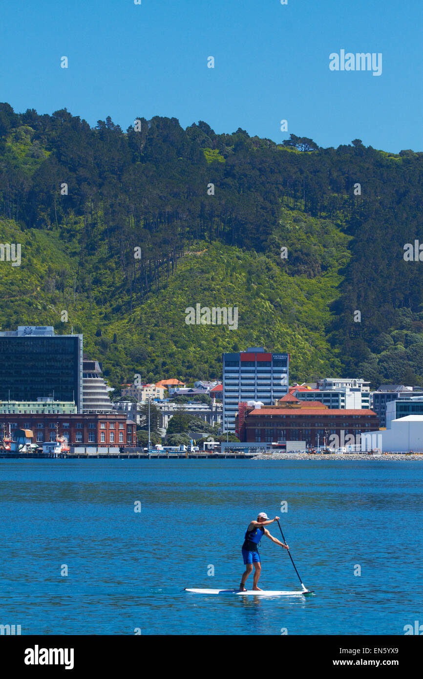 Stand up paddle boarder, Wellington Harbour and CBD, Wellington, North Island, New Zealand Stock Photo