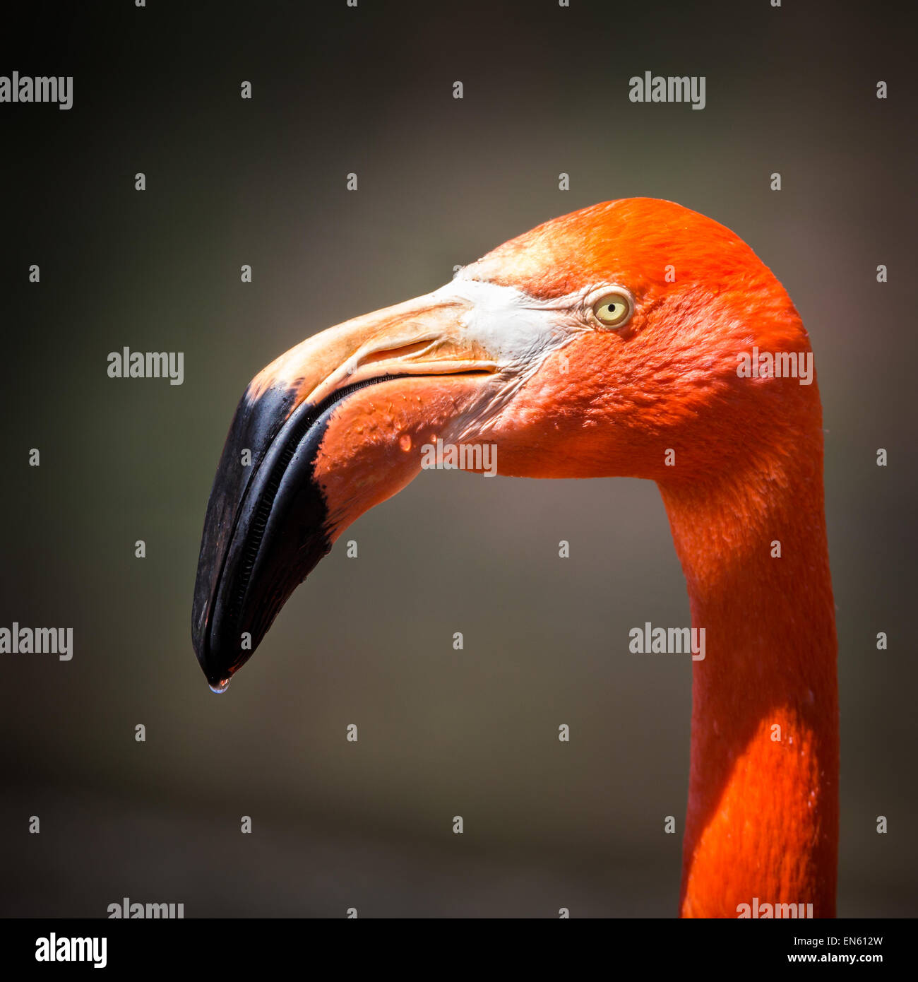 American flamingo profile portrait Stock Photo