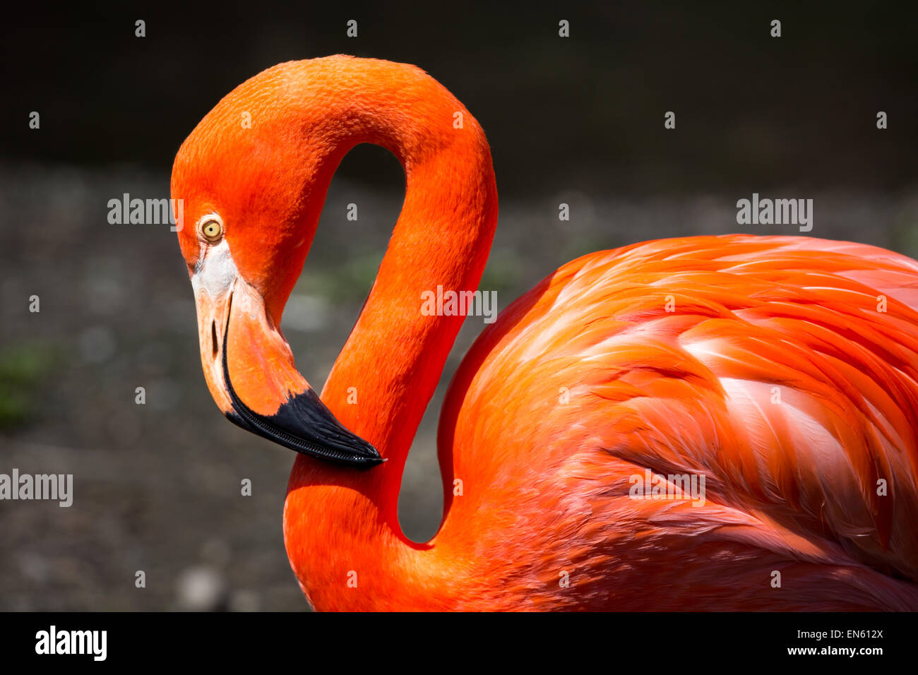 Orange flamingo hi-res stock photography and images - Alamy