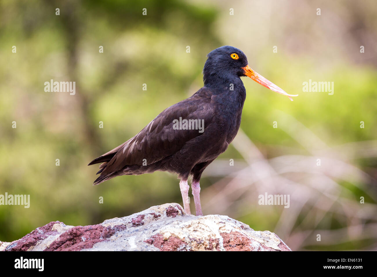 The black oystercatcher (Haematopus bachmani) is a conspicuous black bird found on the shoreline of western North America Stock Photo