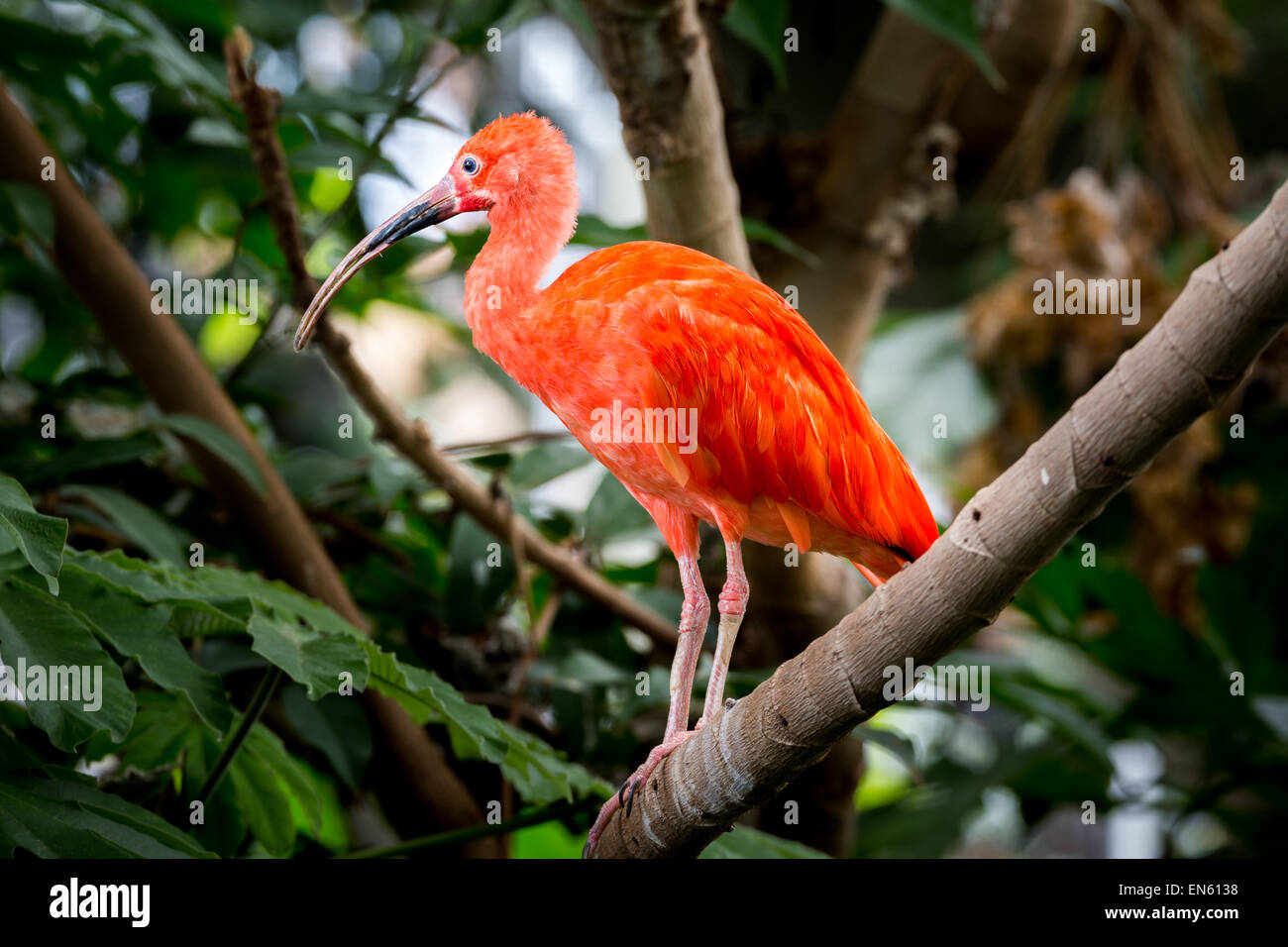 Scarlet ibis perched on a rainforest branch. Stock Photo