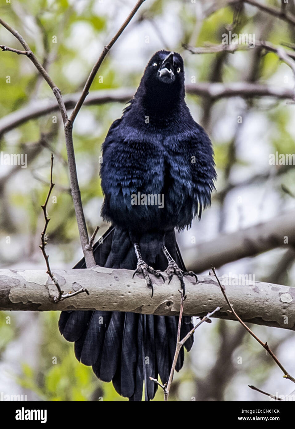 GREAT-TAILED GRACKLE (Quiscalus mexicanus) singing during mating season. Stock Photo