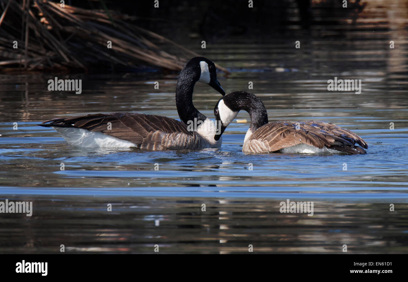 A pair of Canada Geese (Branta Canadensis) doing their mating ritual of